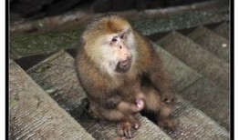 峨眉大盗在线观看,江湖传奇，在线揭秘